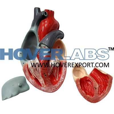 Human Heart-3 Parts